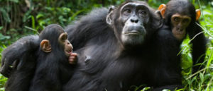 Chimps in Uganda