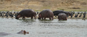 Hippo Pool