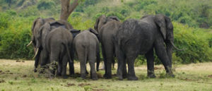 Savanna Elephants