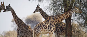 Uganda Giraffes